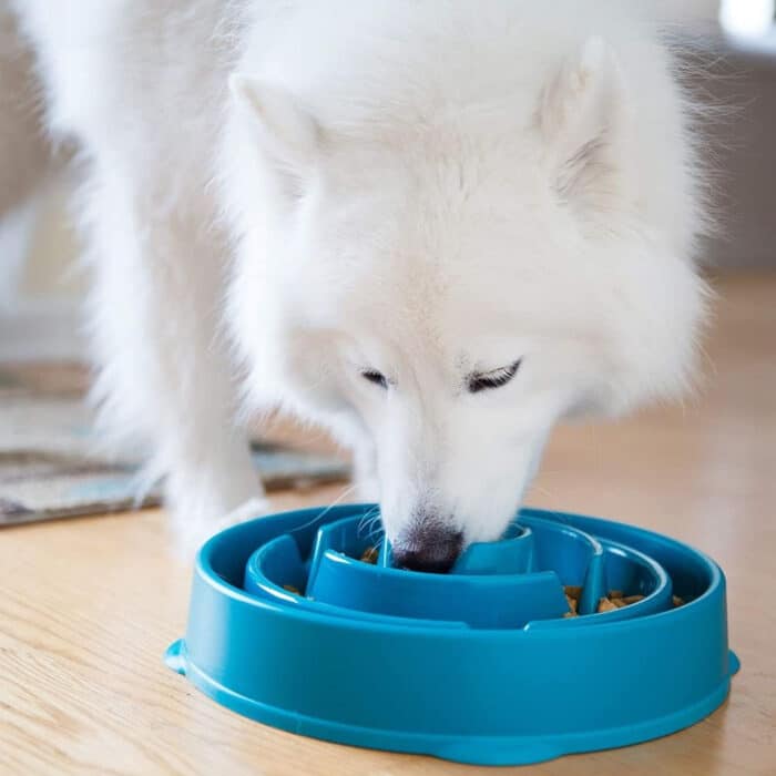 Killer Deals Healthier Pet Nutrition Fun Interactive Slow Feeder Dog Bowl - Image 7
